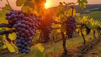 grapes in the vineyard at sunset AI Generated photo