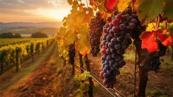grapes in the vineyard at sunset AI Generated photo
