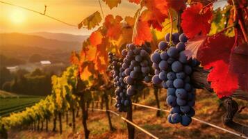 grapes in the vineyard at sunset AI Generated photo