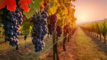 grapes in the vineyard at sunset AI Generated photo