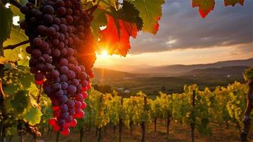 grapes in the vineyard at sunset AI Generated photo
