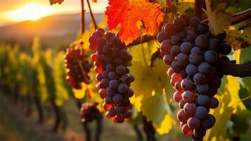 grapes in the vineyard at sunset AI Generated photo