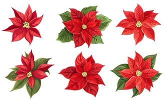 Vector set of red poinsettia and green leaves. New Year flowers on white background.