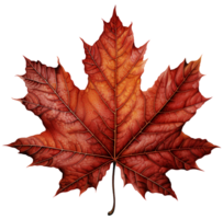 AI generated A maple leaf isolated on transparent background png