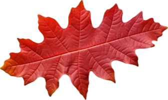 AI generated red autumn oak leaf png