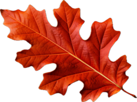 AI generated red autumn oak leaf png