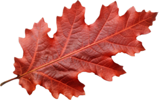 ai généré rouge l'automne chêne feuille png