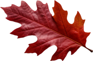 AI generated red autumn oak leaf png