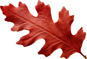 AI generated red autumn oak leaf png