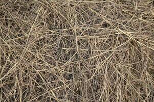 dry grass in the field photo