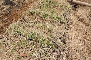 green grass and vegetable in the garden photo