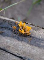 orange and white mushroom on the bark tree photo