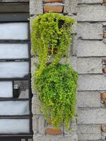 A view of green vines in a pot hanging on the wall. houseplants photo