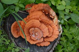 a lot of mushrooms in the forest photo