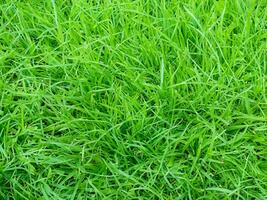 background from green grass texture pattern photo