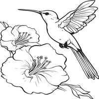 hummingbird coloring page vector