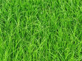 background from green grass texture pattern photo