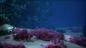 mar ou oceano embaixo da agua coral recife video