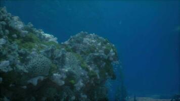 superficial Oceano piso con coral arrecife y pescado video