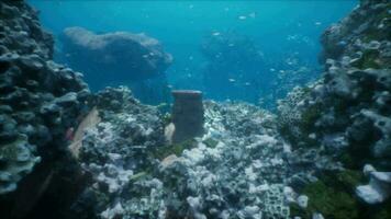 antigo ruínas do cidade ou têmpora coberto dentro algas e coral em oceano chão video
