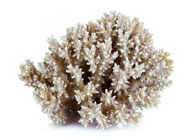 coral on a white background photo