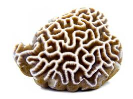 hermosa coral aislado en blanco antecedentes. foto