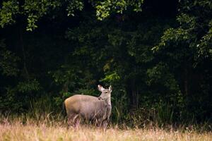 sambar deer in khao yai national park thailand photo