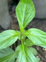 joven andrographis paniculata planta en naturaleza foto