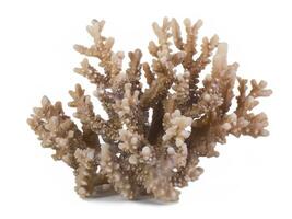 beautiful coral isolated on white background. photo