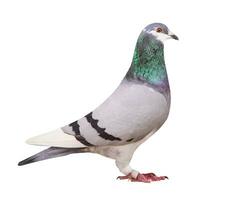 full body of blue white flight homing pigeon isolate white photo