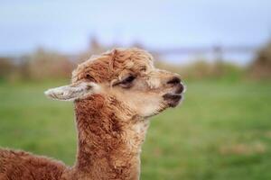 close up head of new zealnd alpaca against green blur background photo