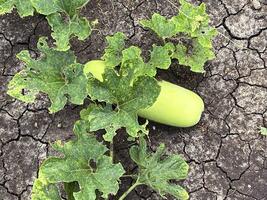 young Benincasa hispida grows in the garden on the ground in the garden. photo