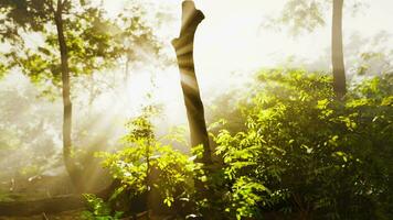 a verdejante floresta brilha debaixo a calor do a Sol video