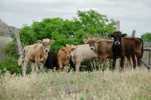 Cows and calves on the run in summer. High quality photo