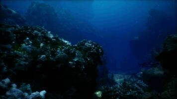 superficiale oceano pavimento con corallo scogliera e pesce video