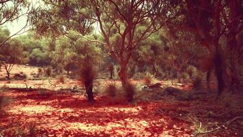 Trees and stones in Australian desert video