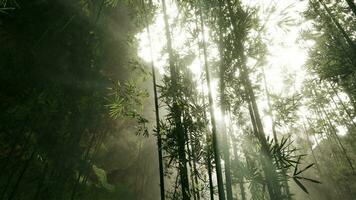 bambu skog som visar av dess grönska video
