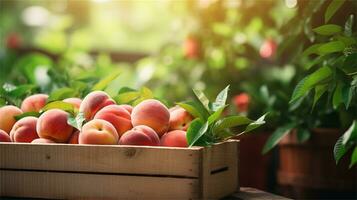 fresh peaches in a wooden box on a table AI Generative photo
