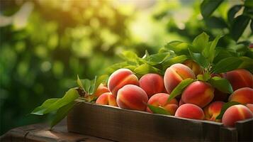 fresh peaches in a wooden box on a table AI Generative photo