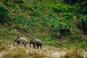 three people riding on elephants in the jungle photo