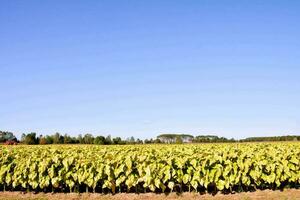 a tobacco field with green leaves photo