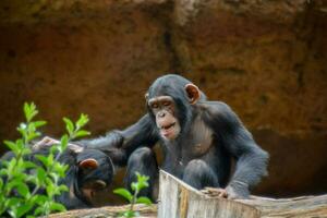 two chimpanzees sitting on a log in an enclosure photo