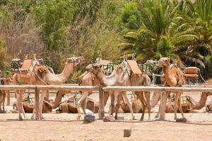 camels in the desert with their saddles on photo