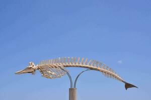 a skeleton fish is on display in front of a blue sky photo