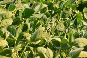 a field of green plants with leaves photo