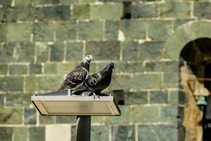 two pigeons sitting on top of a lamp post photo