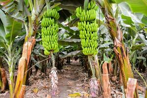 bananas hanging from the trees in a banana plantation photo