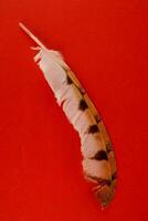 a feather on a red background photo