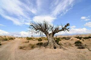 a dead tree in the desert with a dirt road photo