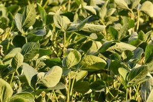 a field of green soybeans with leaves photo